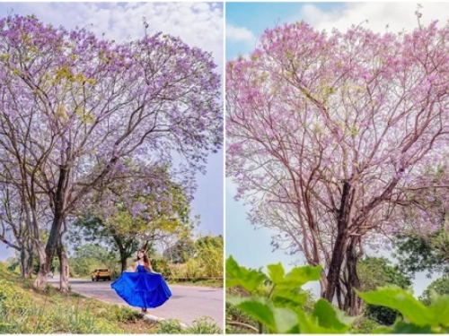 童話美景最後倒數！ 嘉義粉嫩紫「藍花楹愛心樹」夢幻爆表 假日漫步全台最長紫色花道