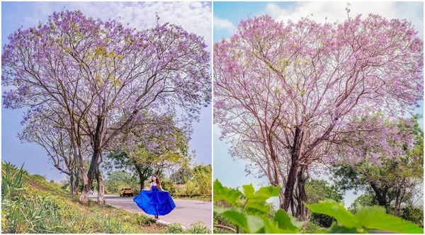 童話美景最後倒數！ 嘉義粉嫩紫「藍花楹愛心樹」夢幻爆表 假日漫步全台最長紫色花道